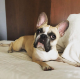 Cute Frenchie Purebred Pup Cute Frenchie Purebred Pup