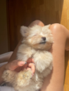 Cute Maltipom Designer Pup