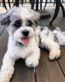 Cute Teddy Bear Designer Pup Cute Teddy Bear Designer Pup
