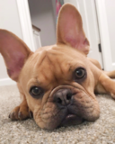 French Bulldog Being Cute French Bulldog Being Cute