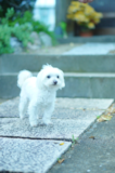 Cute Maltese Pup