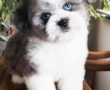 Saussie Puppies For Sale Puppy Love PR