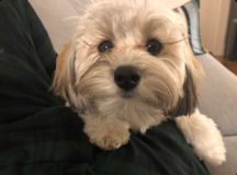 Cute Maltepoo Poodle Mix Pup Cute Maltepoo Poodle Mix Pup