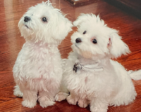 Cute Maltese Purebred Pup Cute Maltese Purebred Pup
