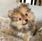 Cute Pomeranian Purebred Pup