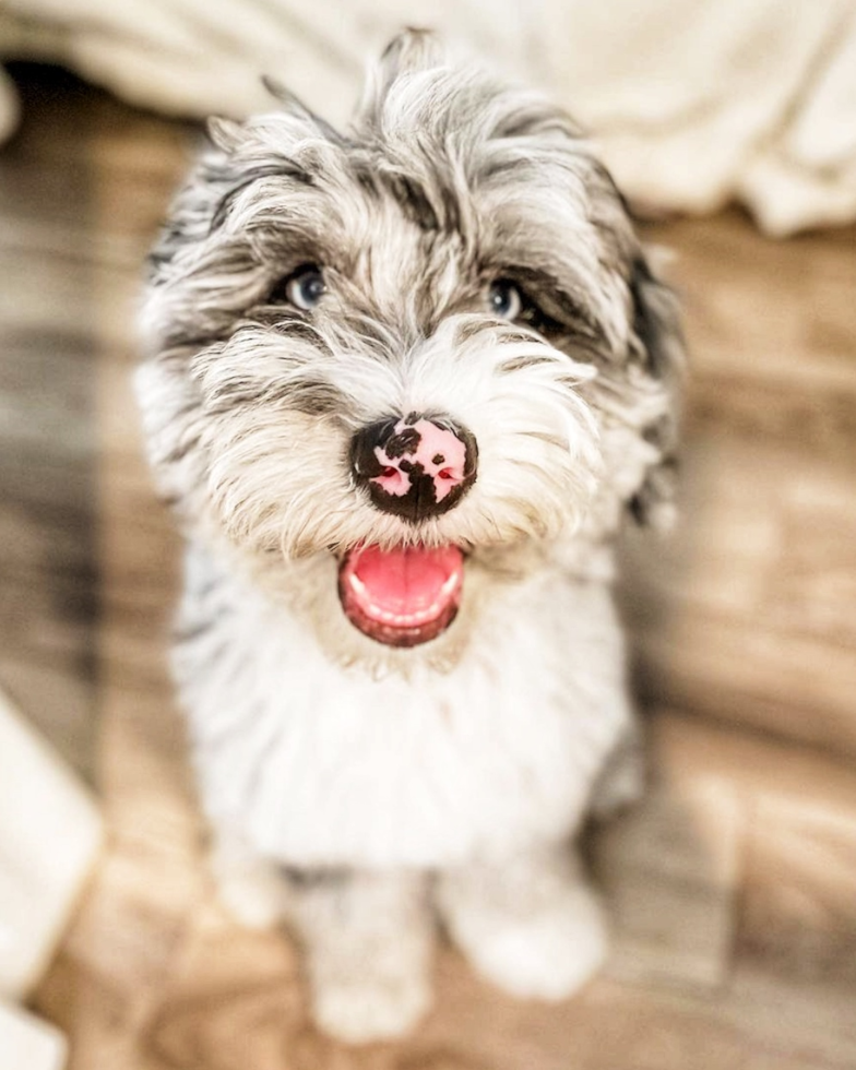Cute Mini Sheepadoodle Pup