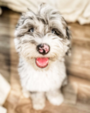 Cute Mini Sheepadoodle Pup