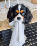 Cavalier King Charles Spaniel Being Cute Cavalier King Charles Spaniel Being Cute