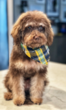 Cute Mini Labradoodle Poodle Mix Pup Cute Mini Labradoodle Poodle Mix Pup