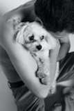 Maltese Being Cute Maltese Being Cute