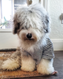Cute Sheep Dog Poodle Mix Pup Cute Sheep Dog Poodle Mix Pup