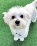 Cute Bichpoo Poodle Mix Pup