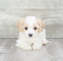 Cavashon Puppies For Sale - Puppy Love PR