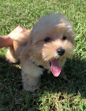 Cute Maltipoo Poodle Mix Pup Cute Maltipoo Poodle Mix Pup