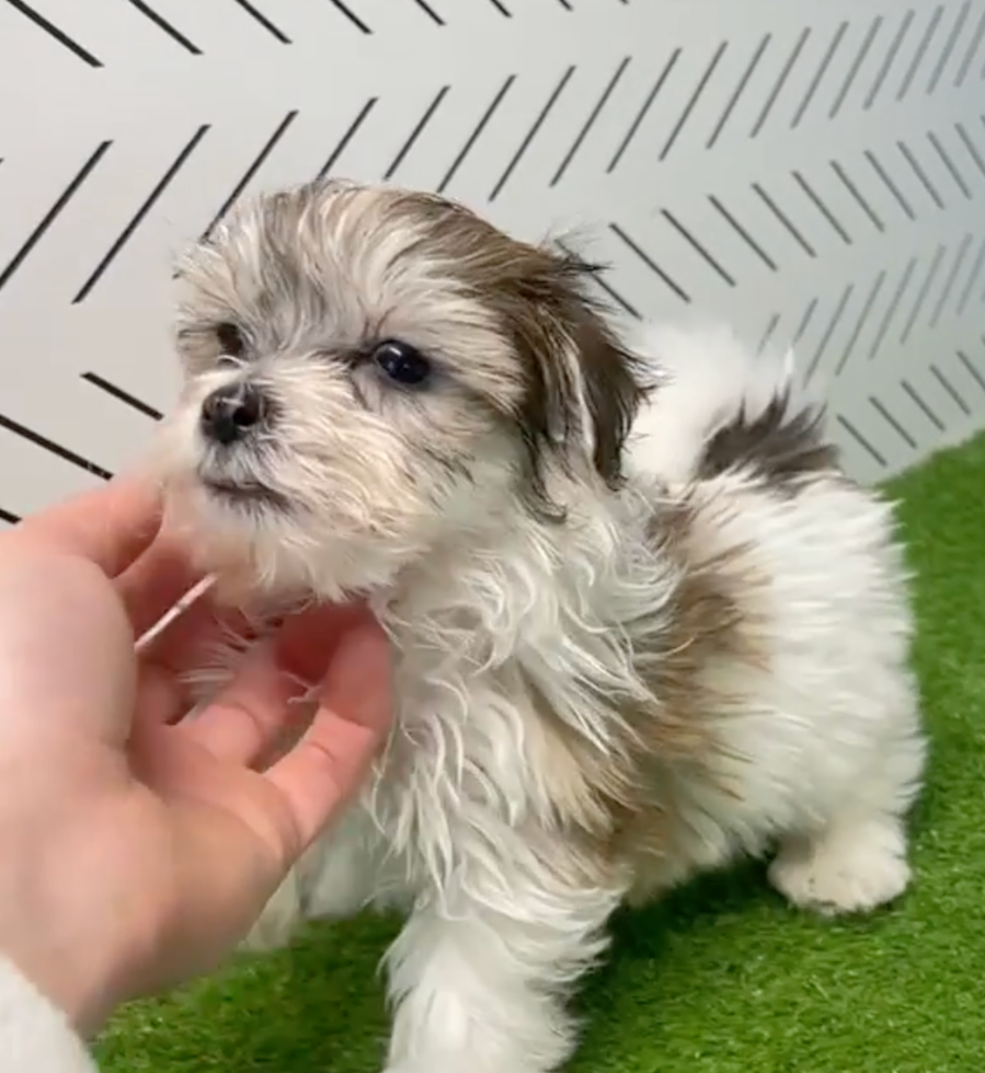 Cute Havashon Designer Pup