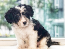 Cute Aussiechon Pup Cute Aussiechon Pup