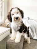 Mini Sheepadoodle Being Cute Mini Sheepadoodle Being Cute