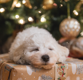 Bichon Tenerife Puppies For Sale - Puppy Love PR