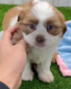 Cute Havashi Designer Pup