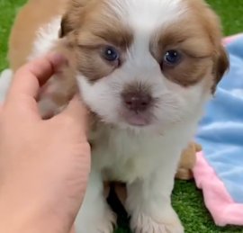 Havashi Puppies For Sale - Puppy Love PR