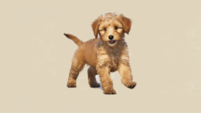 Cute Mini Labradoodle Pup