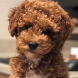 Cute Cavapoo Poodle Mix Pup Cute Cavapoo Poodle Mix Pup