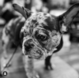 Cute French Bulldog Pup