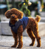Cute Poodle Purebred Pup Cute Poodle Purebred Pup