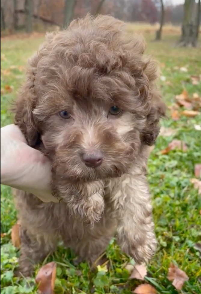 Mini Labradoodle Being Cute
