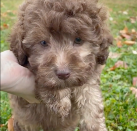 Labrapoo Puppies For Sale - Puppy Love PR