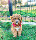 Cavapoo Being Cute Cavapoo Being Cute