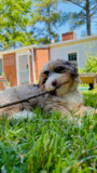 Cute Aussiechon Designer Pup