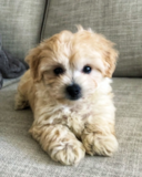 Cute Bichapoo Poodle Mix Pup