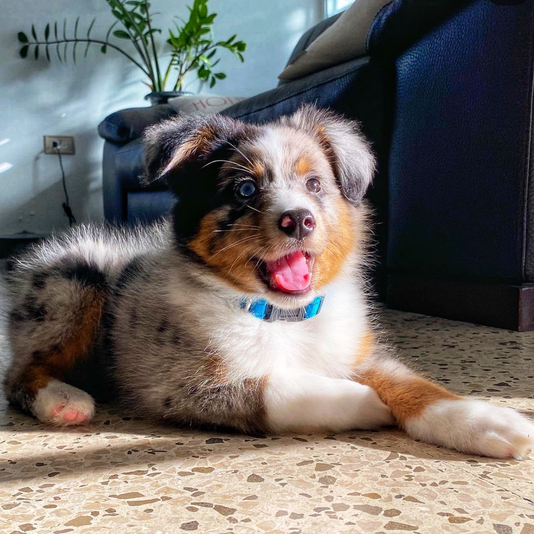 mini aussie near me for sale