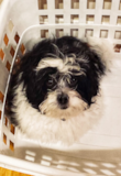 Cute Shih Poo Pup Cute Shih Poo Pup