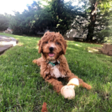 Cute Cavapoo Pup Cute Cavapoo Pup