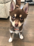 Pomsky Being Cute Pomsky Being Cute