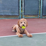 Cute Cavadoodle Poodle Mix Pup Cute Cavadoodle Poodle Mix Pup
