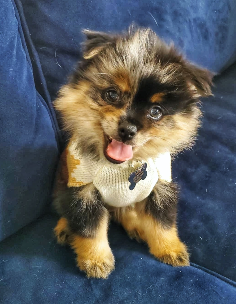 Cute Pomeranian Pup