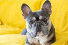 Cute French Bulldog Purebred Pup