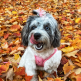 Cute Bichonpoo Poodle Mix Pup Cute Bichonpoo Poodle Mix Pup