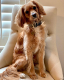 Cute Cavapoo Poodle Mix Pup Cute Cavapoo Poodle Mix Pup