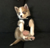 Cute Pomsky Pup Cute Pomsky Pup