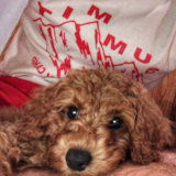 Cute Cocker Poodle Mix Pup Cute Cocker Poodle Mix Pup