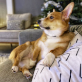 Cute Corgi Purebred Pup Cute Corgi Purebred Pup