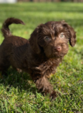 Cute Mini Labradoodle Pup Cute Mini Labradoodle Pup
