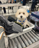 Cute Havanese Purebred Pup Cute Havanese Purebred Pup
