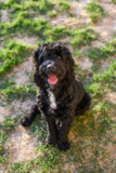 Portuguese Water Dog Being Cute