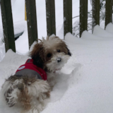 Cute Bichpoo Poodle Mix Pup Cute Bichpoo Poodle Mix Pup