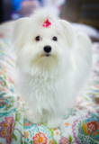 Maltese Being Cute